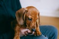 Dachshund puppy and owner Royalty Free Stock Photo