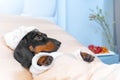 A dachshund puppy in pajamas and a nightcap is lying in bed in a veterinary ward and recovering from an illness.