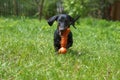 Dachshund puppy playing orange toy