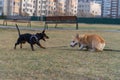 A Dachshund puppy plays a Corgi fight on the street