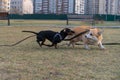 A Dachshund puppy plays a Corgi fight on the street