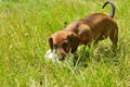 Dachshund puppy plays with shoe outside