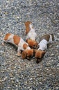 Dachshund puppy portrait stone background