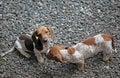 Dachshund puppy portrait stone background