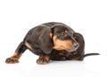 Dachshund puppy scratching. isolated on white background