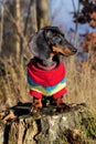 Dachshund Royalty Free Stock Photo