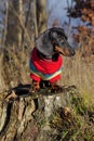 Dachshund Royalty Free Stock Photo