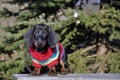 Dachshund Royalty Free Stock Photo