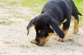 Dachshund puppy walks and explores. Not purebred puppy, cute pooch.