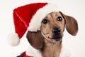 Dachshund puppy wearing Santa Claus hat