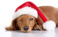Dachshund puppy wearing Santa hat.