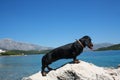 Dachshund on the rock