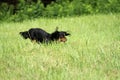 Dachshund running in the field Royalty Free Stock Photo