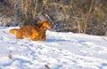 Dachshund running on meadow