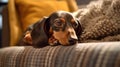 Dachshund\'s Relaxed Homey Moment