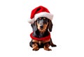 Dachshund santa claus puppy dog isolated