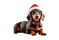 Dachshund santa claus puppy dog isolated