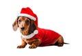 Dachshund santa claus puppy dog isolated