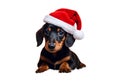 Dachshund santa claus puppy dog isolated