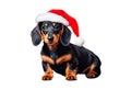 Dachshund santa claus puppy dog isolated