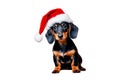 Dachshund santa claus puppy dog isolated