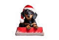 Dachshund santa claus puppy dog isolated