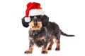 Dachshund with santa hat isolated on white Royalty Free Stock Photo