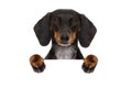 Dachshund sausage dog banner