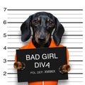 Dachshund police mugshot Royalty Free Stock Photo