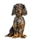 Dachshund, Sausage dog sitting in front of white background Royalty Free Stock Photo