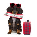 Dachshund sausage dog on vacation Royalty Free Stock Photo