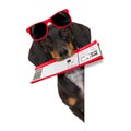 Dachshund sausage dog on vacation Royalty Free Stock Photo