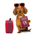 Dachshund sausage dog on vacation Royalty Free Stock Photo