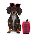 Dachshund sausage dog on vacation Royalty Free Stock Photo