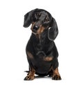 Dachshund, sausage dog, 1 year old Royalty Free Stock Photo