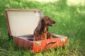 Dachshund sits in an open suitcase on a green lawn, trip with a pet concept