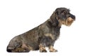 Dachshund sitting in front of white background Royalty Free Stock Photo