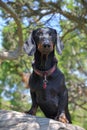 Dachshund sitting on juniper tree trunk in Caucasus, Krasnodar region, Russia Royalty Free Stock Photo