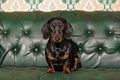 Dog breed Dachshund sitting on the sofa