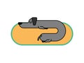 Dachshund sleeps linear style. dog is long. funny black home pet