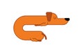 Dachshund sleeps linear style. dog is long. funny orange home pe