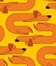 Dachshund sleeps pattern. dog is long ornament. funny orange home pet background. Sleeping puppy texture