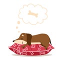 Dachshund sleeps on a red pillow and dreams of a bone