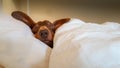 Dachshund snuggled up and asleep in human bed.