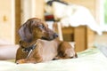 Dachshund on a sofa