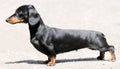 Dachshund standing Royalty Free Stock Photo