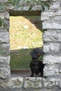 Dachshund standing into brick arch of stone old wall Royalty Free Stock Photo