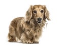 Dachshund standing, isolated Royalty Free Stock Photo