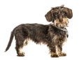 Dachshund standing, isolated Royalty Free Stock Photo