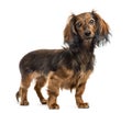 Dachshund standing, isolated Royalty Free Stock Photo